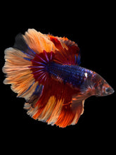 Load image into Gallery viewer, Male Halfmoon - Galaxy #1101 - Live Betta Fish
