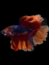 Load image into Gallery viewer, Male Halfmoon - Galaxy #1101 - Live Betta Fish

