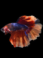 Load image into Gallery viewer, Male Halfmoon - Galaxy #1101 - Live Betta Fish
