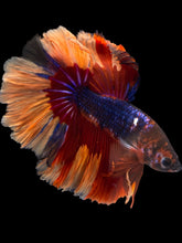Load image into Gallery viewer, Male Halfmoon - Galaxy #1101 - Live Betta Fish
