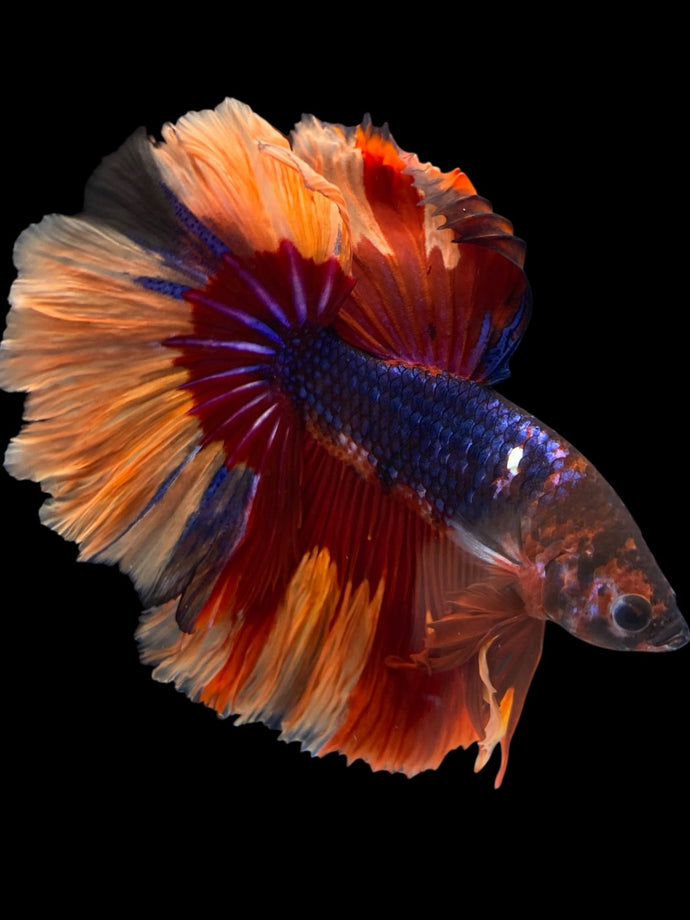 Male Halfmoon - Galaxy #1101 - Live Betta Fish
