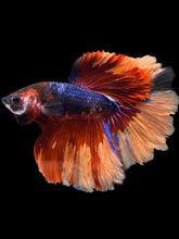 Load image into Gallery viewer, Male Halfmoon - Galaxy #1101 - Live Betta Fish
