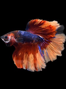 Male Halfmoon - Galaxy #1101 - Live Betta Fish