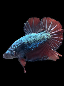 GIANT Male Halfmoon Plakat - Fancy Copper #1106 - Live Betta Fish