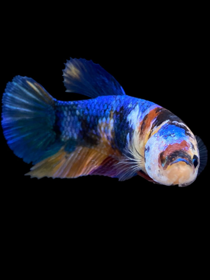 Female Halfmoon Plakat - Multicolor #1108 - Live Betta Fish