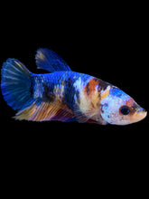 Load image into Gallery viewer, Female Halfmoon Plakat - Multicolor #1108 - Live Betta Fish
