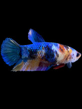 Load image into Gallery viewer, Female Halfmoon Plakat - Multicolor #1108 - Live Betta Fish
