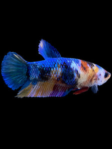 Female Halfmoon Plakat - Multicolor #1108 - Live Betta Fish