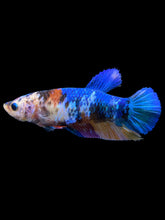 Load image into Gallery viewer, Female Halfmoon Plakat - Multicolor #1108 - Live Betta Fish
