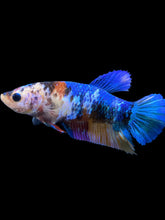 Load image into Gallery viewer, Female Halfmoon Plakat - Multicolor #1108 - Live Betta Fish
