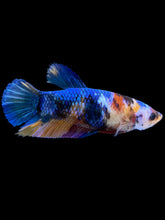 Load image into Gallery viewer, Female Halfmoon Plakat - Multicolor #1108 - Live Betta Fish
