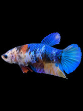 Load image into Gallery viewer, Female Halfmoon Plakat - Multicolor #1108 - Live Betta Fish
