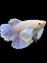 Load image into Gallery viewer, GIANT Female Rosetail - Purple Dumbo #110 Live Betta Fish
