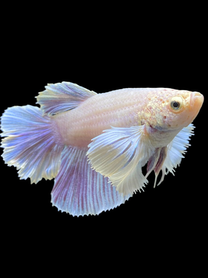 GIANT Female Rosetail - Purple Dumbo #110 Live Betta Fish