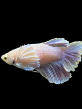 Load image into Gallery viewer, GIANT Female Rosetail - Purple Dumbo #110 Live Betta Fish
