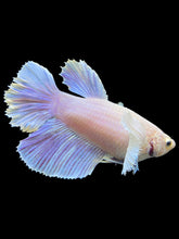 Load image into Gallery viewer, GIANT Female Rosetail - Purple Dumbo #110 Live Betta Fish
