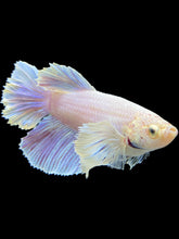 Load image into Gallery viewer, GIANT Female Rosetail - Purple Dumbo #110 Live Betta Fish
