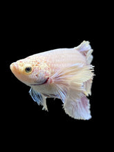 Load image into Gallery viewer, GIANT Female Rosetail - Purple Dumbo #110 Live Betta Fish
