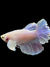 Load image into Gallery viewer, GIANT Female Rosetail - Purple Dumbo #110 Live Betta Fish
