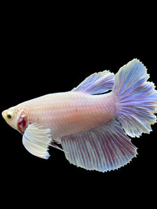 GIANT Female Rosetail - Purple Dumbo #110 Live Betta Fish