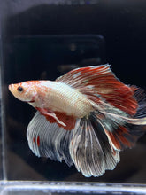 Load image into Gallery viewer, Male Fullmoon - Fancy Copper #1112 - Live Betta Fish
