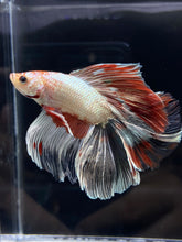 Load image into Gallery viewer, Male Fullmoon - Fancy Copper #1112 - Live Betta Fish
