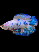 Load image into Gallery viewer, Male Double Tail - Candy #1116 - Live Betta Fish
