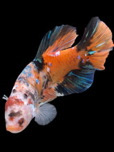 Load image into Gallery viewer, GIANT Male Halfmoon Plakat - Galaxy #1117 - Live Betta Fish
