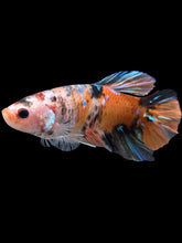 Load image into Gallery viewer, GIANT Male Halfmoon Plakat - Galaxy #1117 - Live Betta Fish
