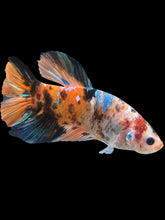 Load image into Gallery viewer, GIANT Male Halfmoon Plakat - Galaxy #1117 - Live Betta Fish
