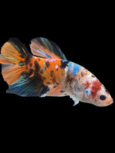 Load image into Gallery viewer, GIANT Male Halfmoon Plakat - Galaxy #1117 - Live Betta Fish
