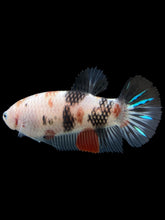 Load image into Gallery viewer, GIANT Female Halfmoon Plakat - Galaxy #111 Live Betta Fish
