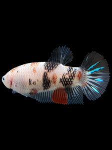 GIANT Female Halfmoon Plakat - Galaxy #111 Live Betta Fish