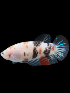 GIANT Female Halfmoon Plakat - Galaxy #111 Live Betta Fish