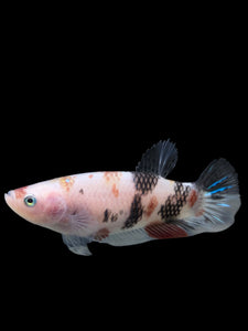 GIANT Female Halfmoon Plakat - Galaxy #111 Live Betta Fish