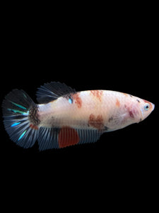 GIANT Female Halfmoon Plakat - Galaxy #111 Live Betta Fish