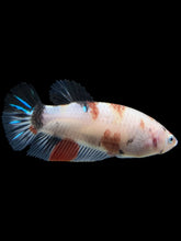 Load image into Gallery viewer, GIANT Female Halfmoon Plakat - Galaxy #111 Live Betta Fish
