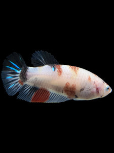 GIANT Female Halfmoon Plakat - Galaxy #111 Live Betta Fish