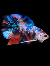 Load image into Gallery viewer, Male Double Tail - Galaxy #1125 - Live Betta Fish
