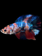 Load image into Gallery viewer, Male Double Tail - Galaxy #1125 - Live Betta Fish
