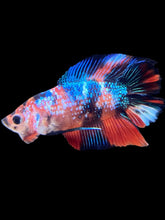 Load image into Gallery viewer, Male Double Tail - Galaxy #1125 - Live Betta Fish
