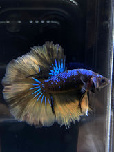 Load image into Gallery viewer, Male Halfmoon - Blue Black Yellow Tail #1129 - Live Betta Fish
