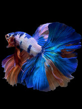 Load image into Gallery viewer, Male Rosetail - Candy #112 - Live Betta Fish
