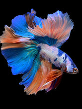 Load image into Gallery viewer, Male Rosetail - Candy #112 - Live Betta Fish
