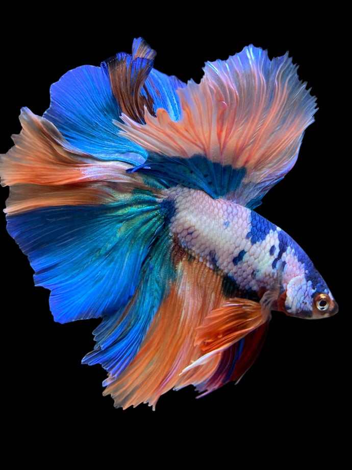 Male Rosetail - Candy #112 - Live Betta Fish