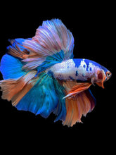 Load image into Gallery viewer, Male Rosetail - Candy #112 - Live Betta Fish
