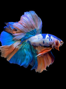 Male Rosetail - Candy #112 - Live Betta Fish