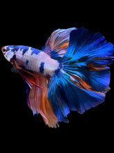 Load image into Gallery viewer, Male Rosetail - Candy #112 - Live Betta Fish
