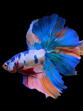 Load image into Gallery viewer, Male Rosetail - Candy #112 - Live Betta Fish
