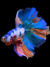 Load image into Gallery viewer, Male Rosetail - Candy #112 - Live Betta Fish
